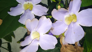 Vila Verde cerimonial