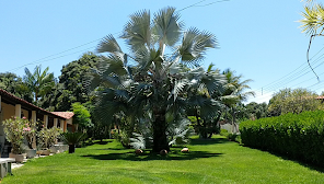 Sítio Palmeira Azul