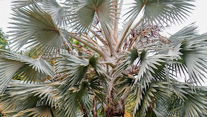 Sítio Palmeira Azul