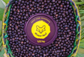 Mister Açaí
