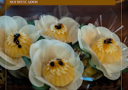 Wanda Bolos e Bem Casados